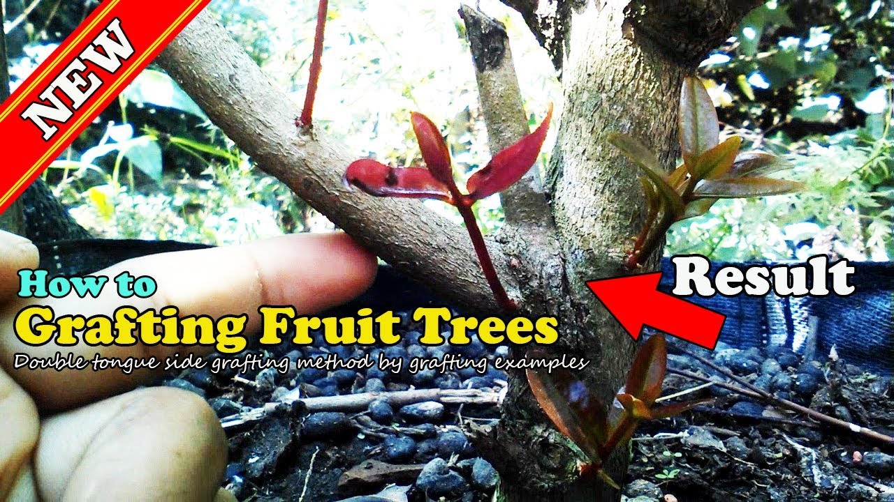 How to Grafting Fruit Trees by Grafting Examples