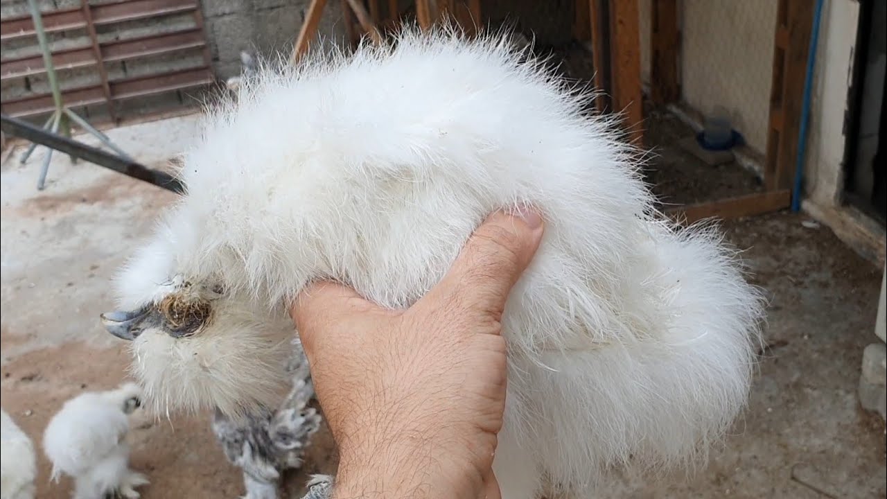 SALMONELLA ( SALLABAŞ ) HASTALIĞI ve TEDAVİSİ !!! FARKLI FİKİRLERİ OLAN YORUMA
