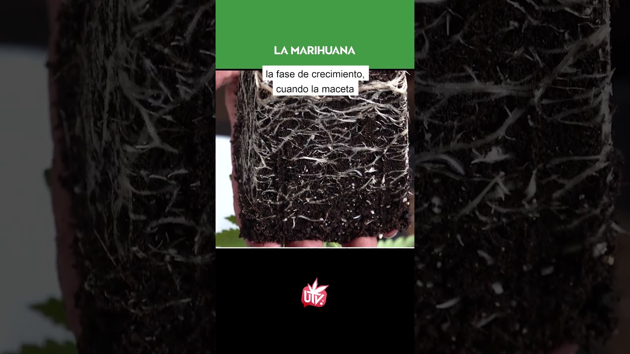 &iquest;C&Oacute;MO se deben hacer los TRASPLANTES? 🌱