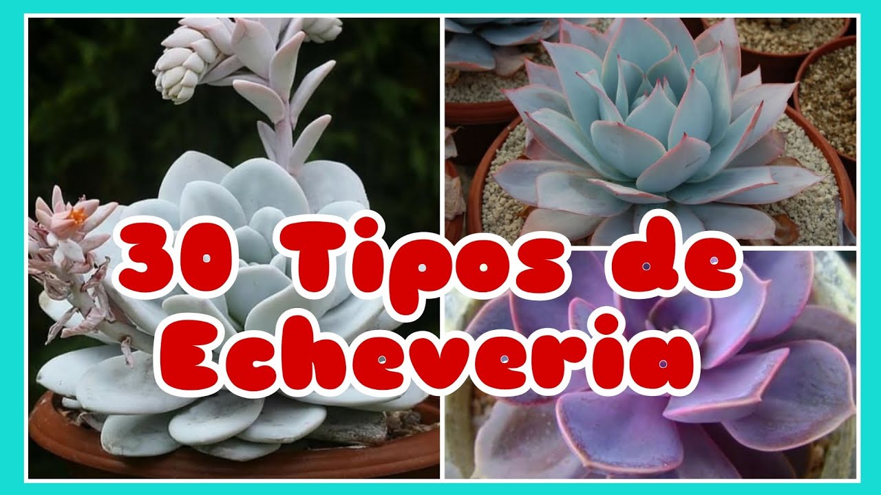 30 Tipos de Echeveria.