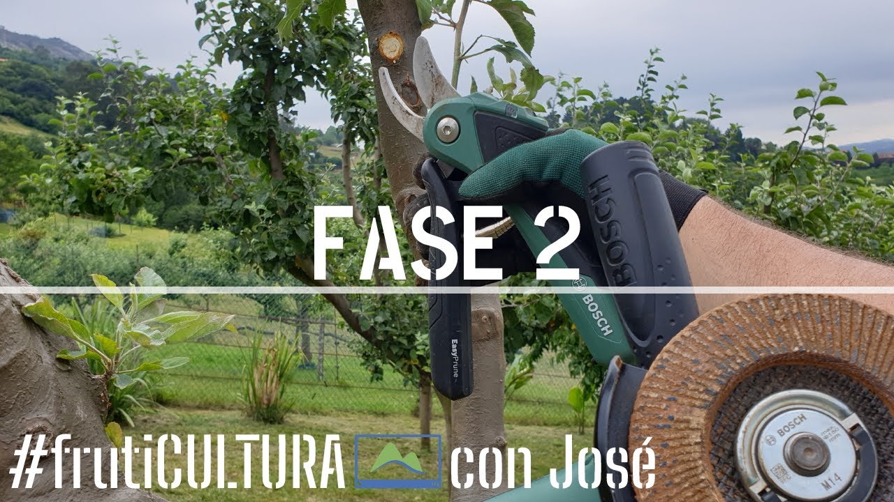 🌳 BACTERIAS en manzano 🏥 Cómo EVOLUCIONA el daño por CHANCROS en mi frutal 