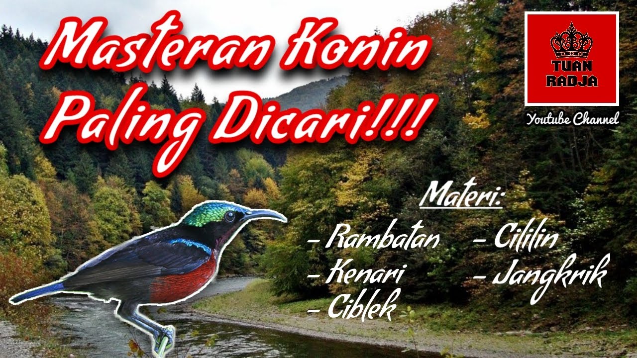 Konin paling dicari, irama dan lagu terbaik~suara jernih dengan isian tembakan