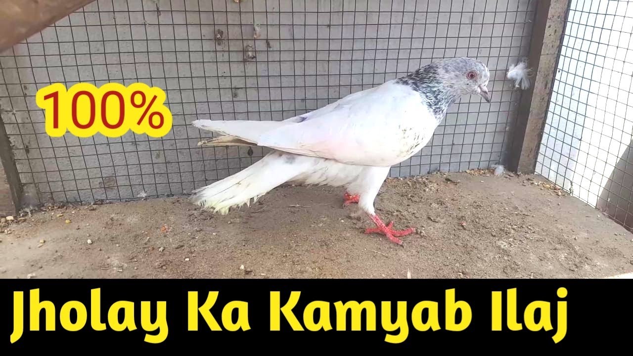 Jholy Ka Kamyab Ilaj 100% || Hashim Mahmood Pigeons