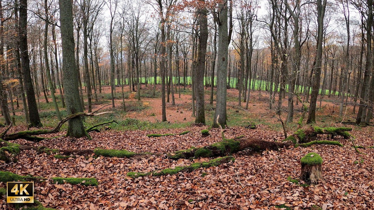 Afternoon Nature Video Sounds in a Forest 4K UHD 2 Hours