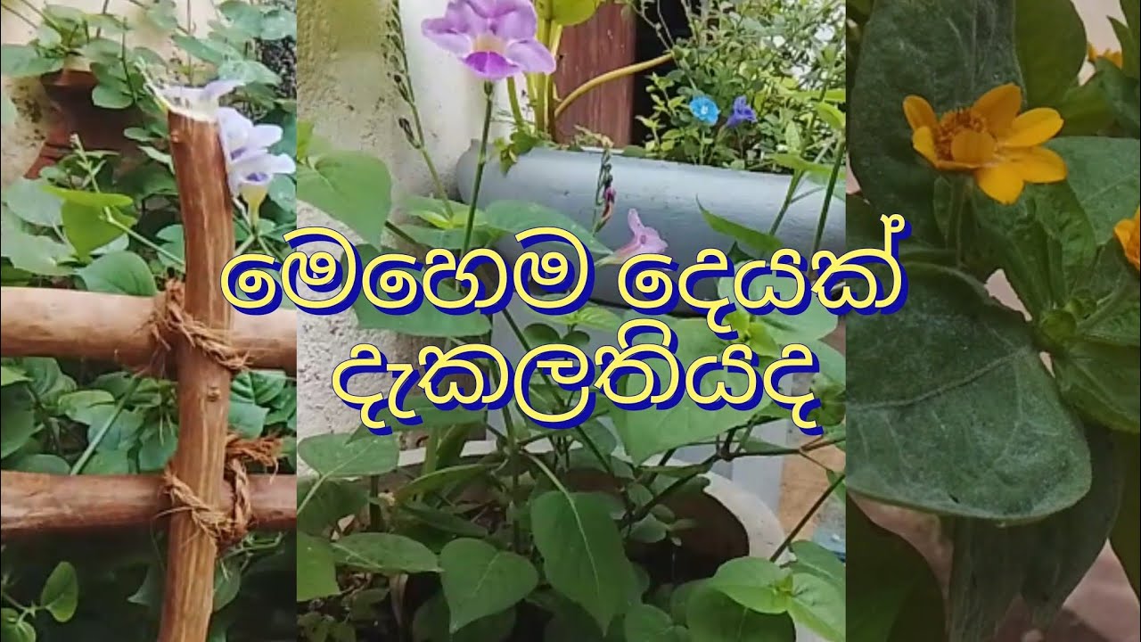 කලාතුරකින් දකින්න ලැබෙන දෙයක්🤩#flowers #gardening #nature 