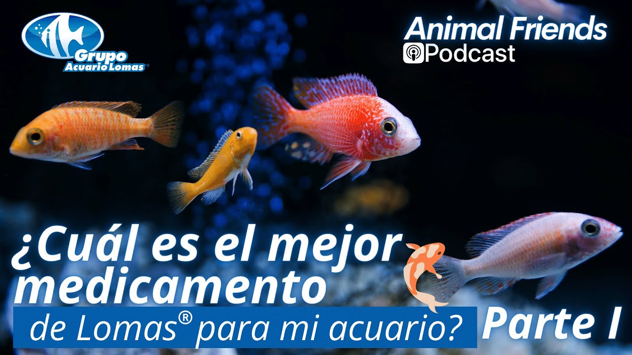 Animal Friends Podcast - 