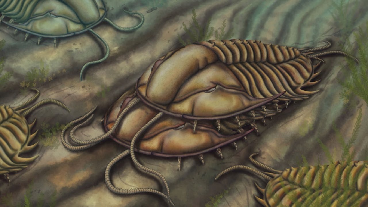 Why Did Trilobites Go Extinct?
