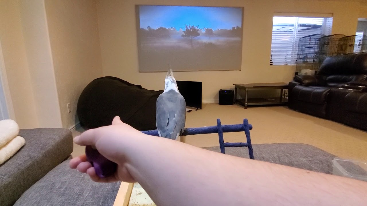 Coco the white faced cockatiel training update