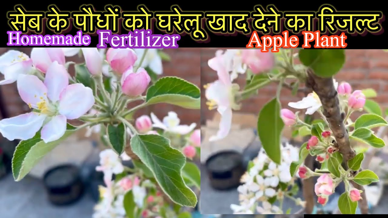 सेब के पौधों को दे ये घरेलू खाद पौधें फूलों से भर जायेंगे/Apple plant fertiliser/Cow dung compost