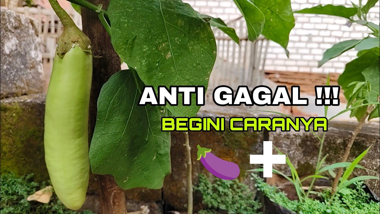CARA MUDAH MENYAMBUNG TERONG DENGAN POKAK CEPAT BERBUAH