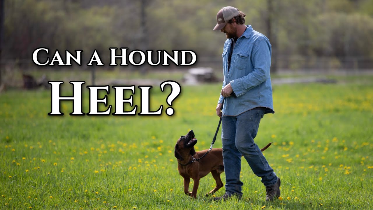 Can You Train a Hound to Heel?