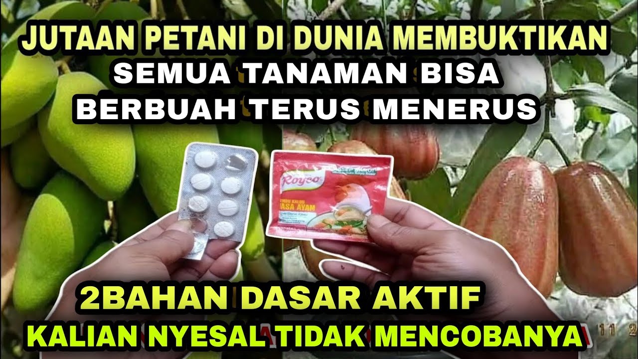 Saya Merinding Lihat hasilnya sekali siram Tanaman berbuah lebat terus sepanjang tahun