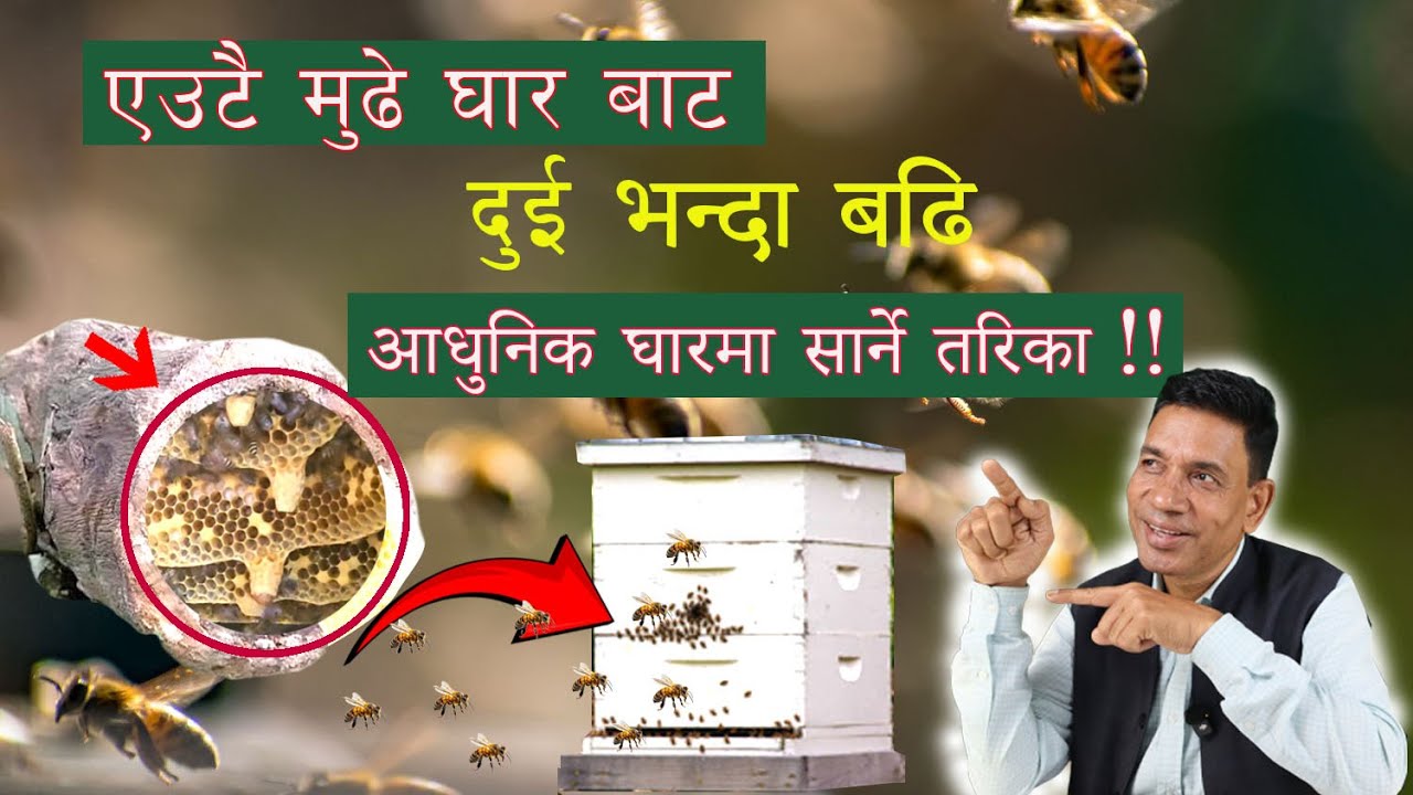 एक मुढेघारबाट दुई भन्दा बढि आधुनिक घारमा सार्ने तरिका !!
