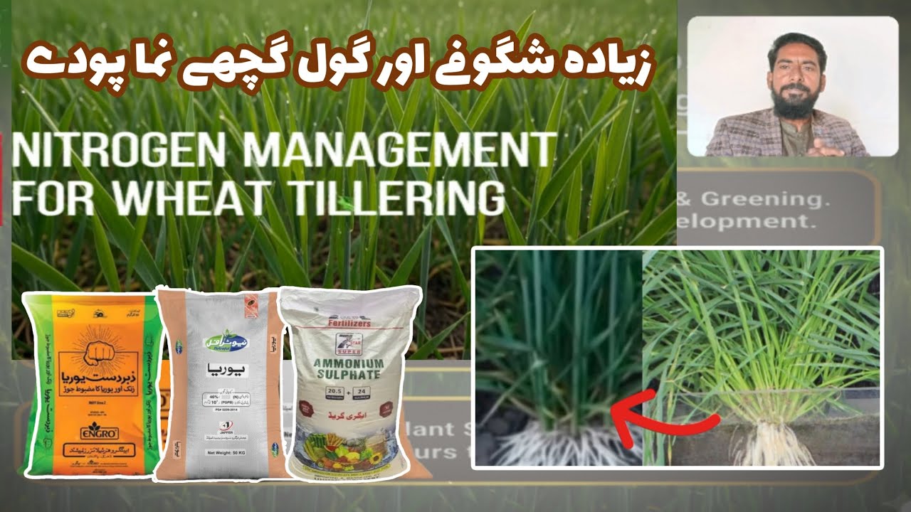 Smart fertilizer plan for wheat at first irrigation | Balanced fertilizer for wheat tillering | 