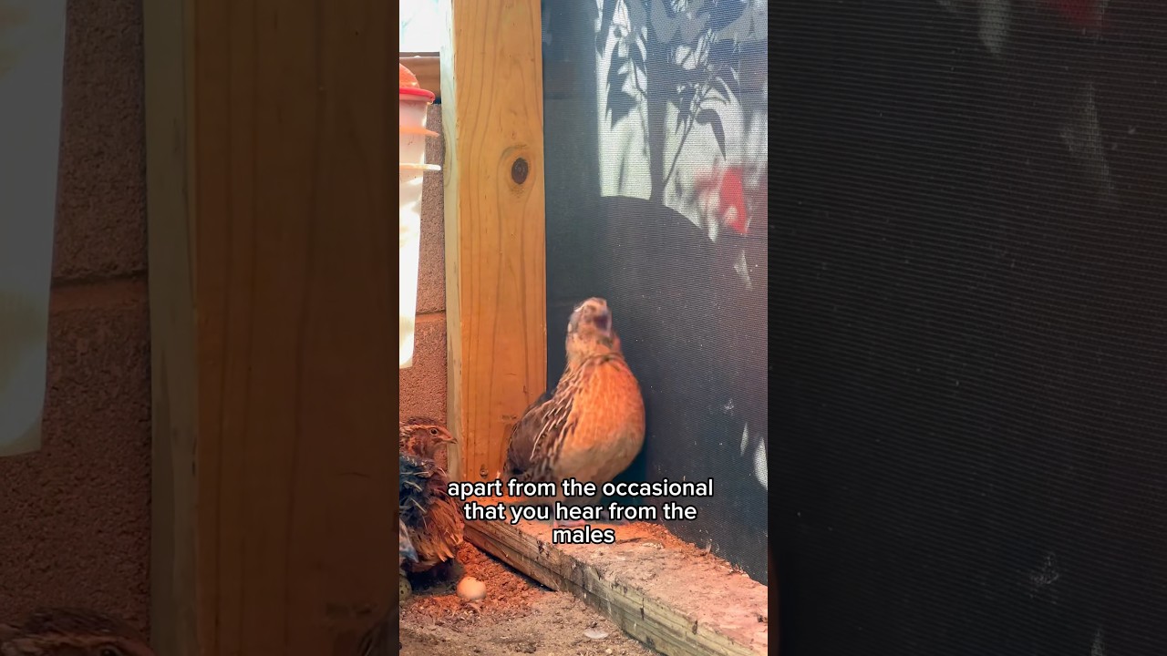 Quail Over Chickens, It Just Makes Sense for Small-Scale Homesteads #gardening #homestead #chicken