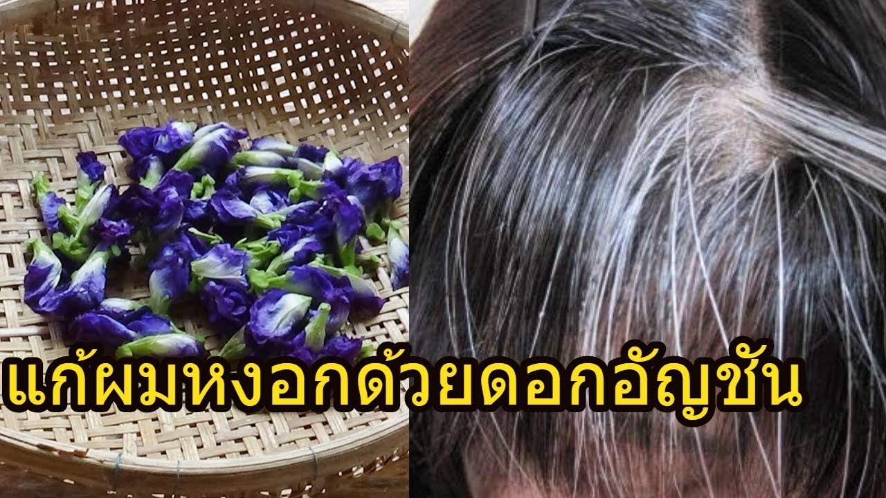 สูตรแก้ผมหงอกด้วยดอกอัญชัน แถม ผมนุ่มสลวยเงางาม ดกดำ !! วิธีทำอยู่ในคลิปจร้า