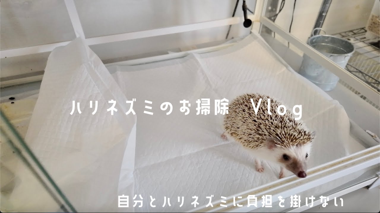 ハリネズミのお掃除Vlog(2025Ver.)