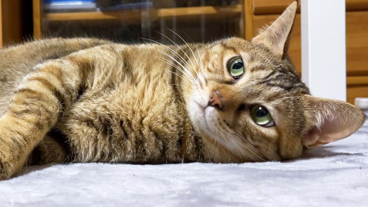 弟妹猫の積極的な甘え方を見て甘える事を覚えた麦わら猫リタ♥