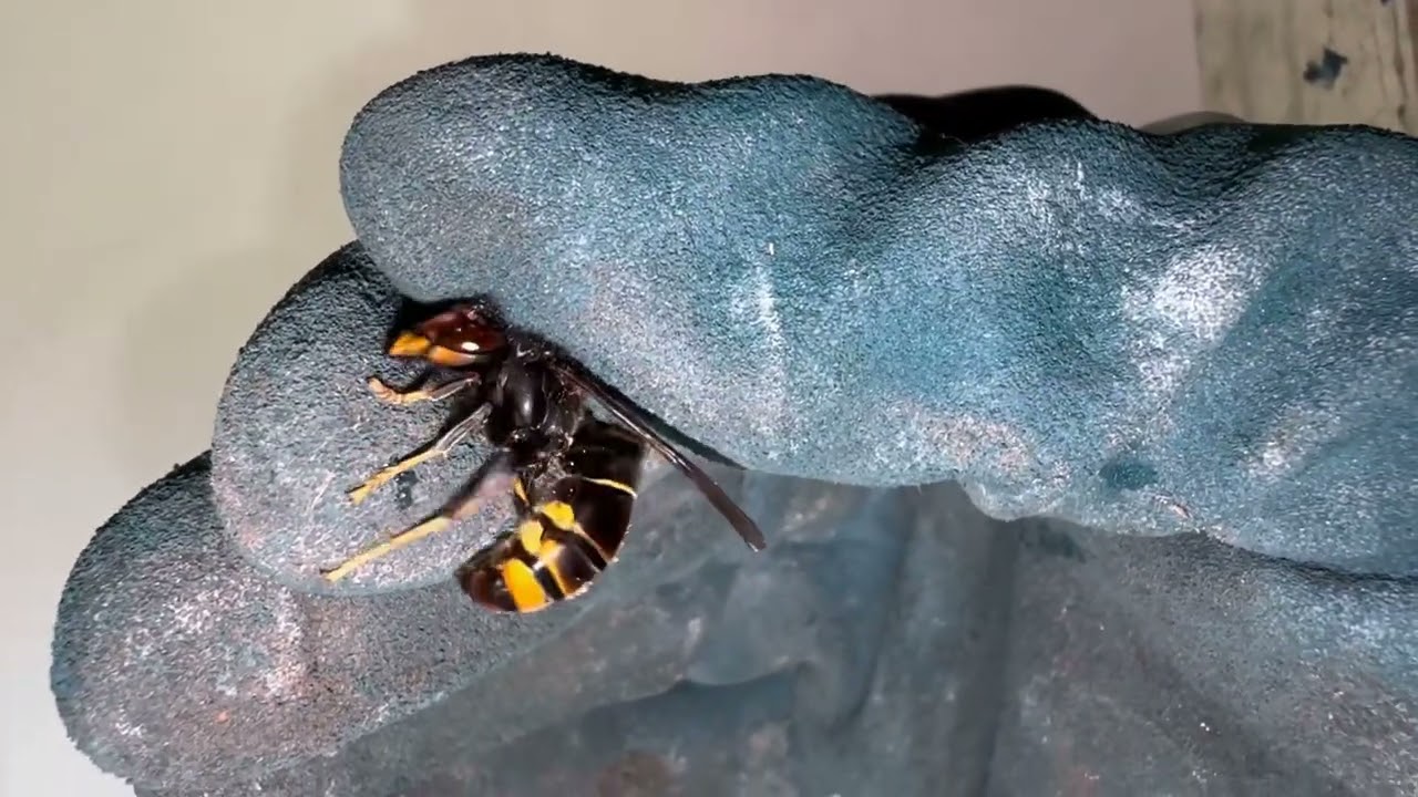 Frelon, caché, prêt à tuer