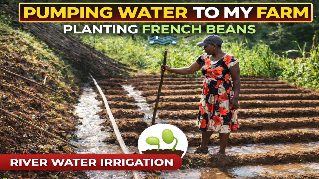 Using a Water Pump to Irrigate My Farm | Furrow Irrigation & Planting French Beans from River Water