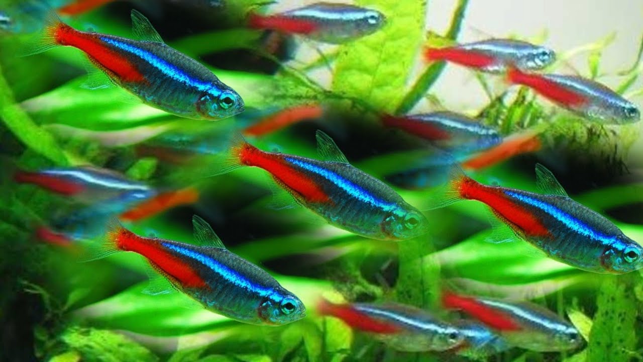 BELAJAR BUDIDAYA IKAN HIAS | NEON TETRA |