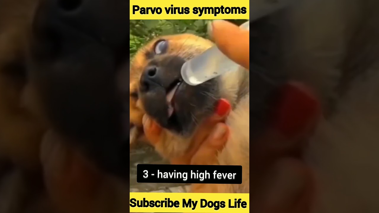 Parvo virus symptoms
