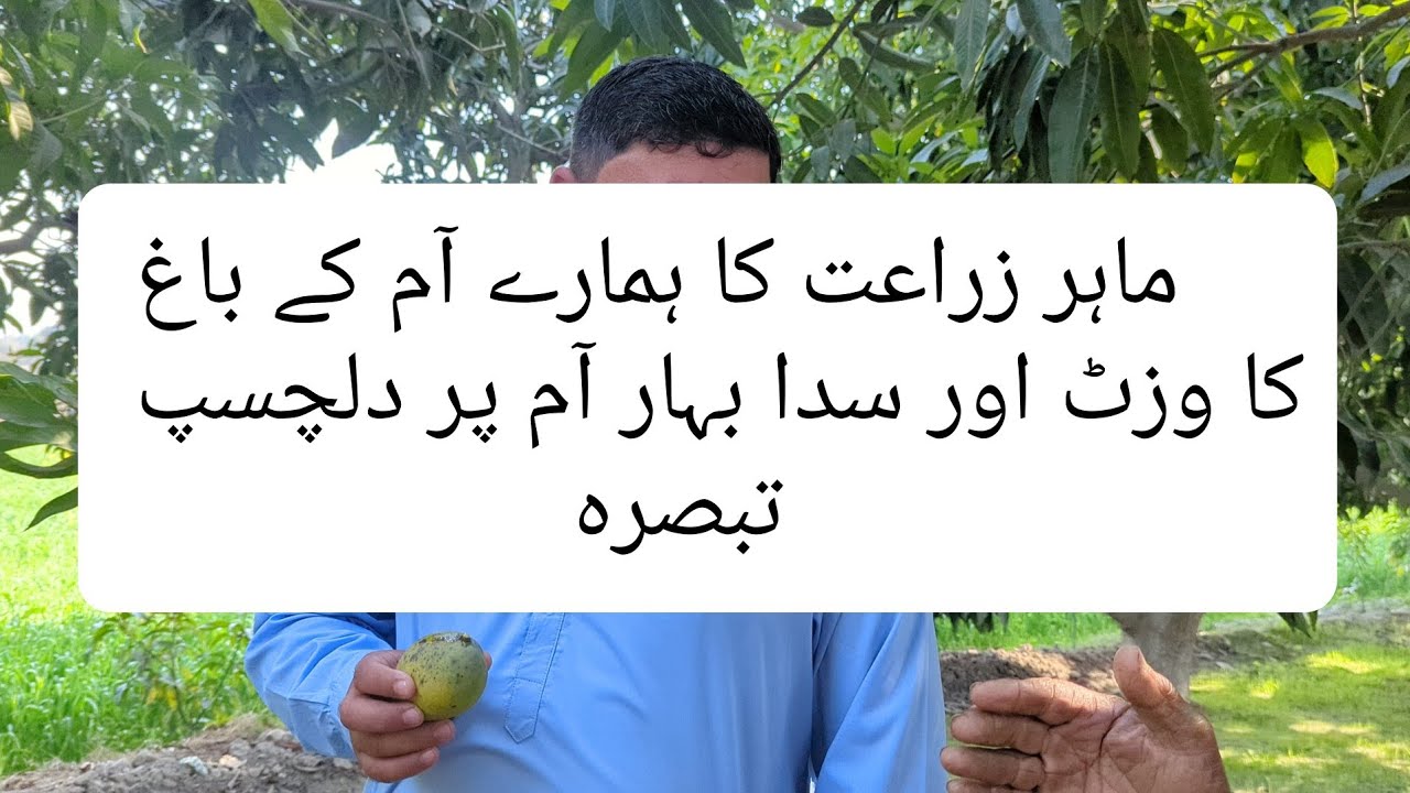 Interesting Described Facts By Agricultural Specialist #foryou #motivation #garden #mango #offseason