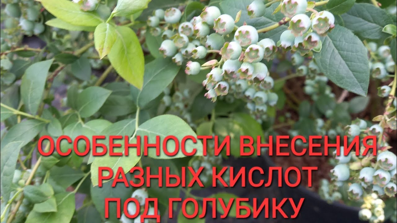 Щавелевая кислота и другие варианты подкисления голубики.
