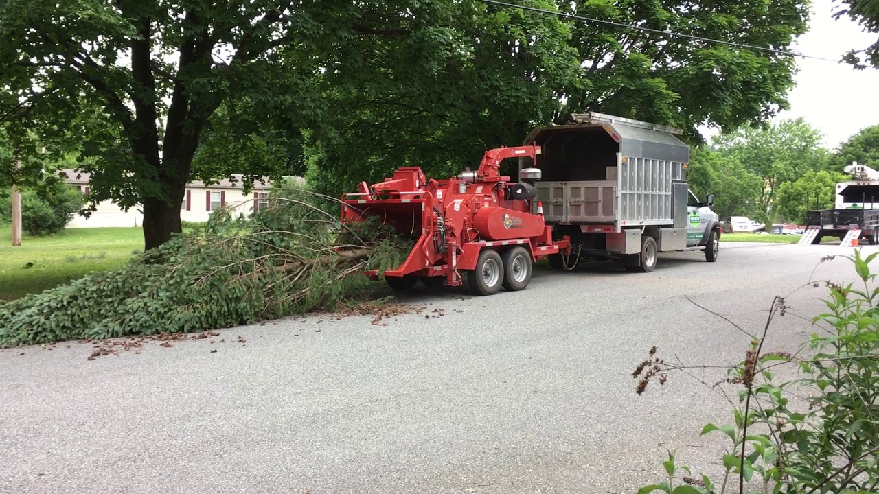 Chipping Whole Tree