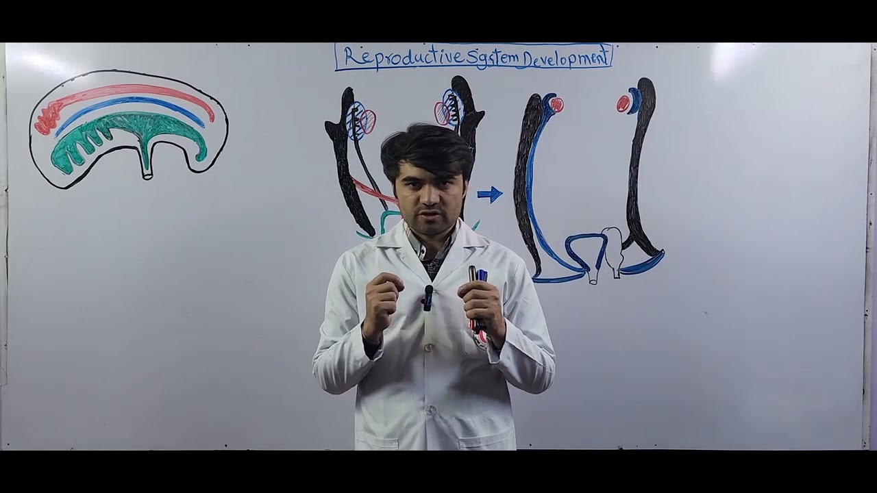 Development of the Reproductive system/سیستم تولید مثل