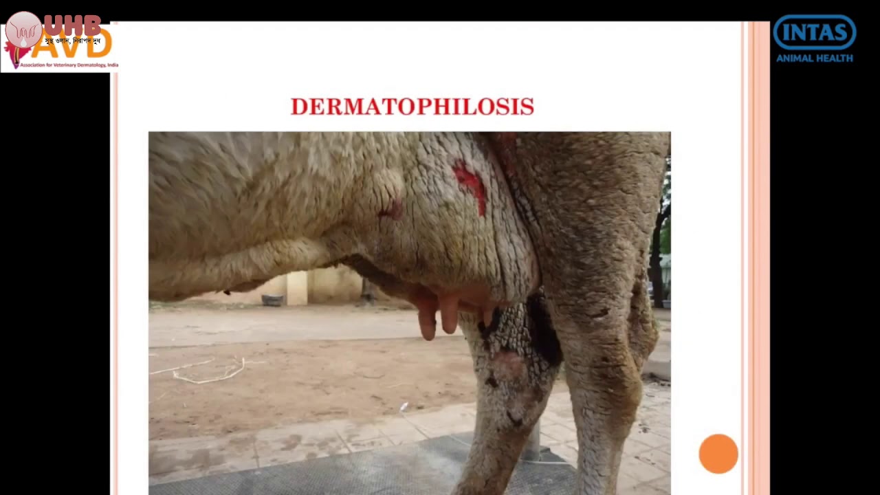 Dermatophilosis In Ruminant