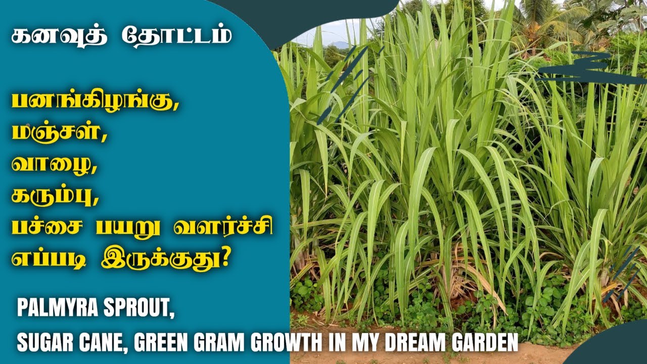 கனவுத் தோட்டம் | கீரைகள், பனங்கிழங்கு, பச்சை பயறு, மஞ்சள், வாழை, கரும்பு வளர்ச்சி எப்படி இருக்குது?