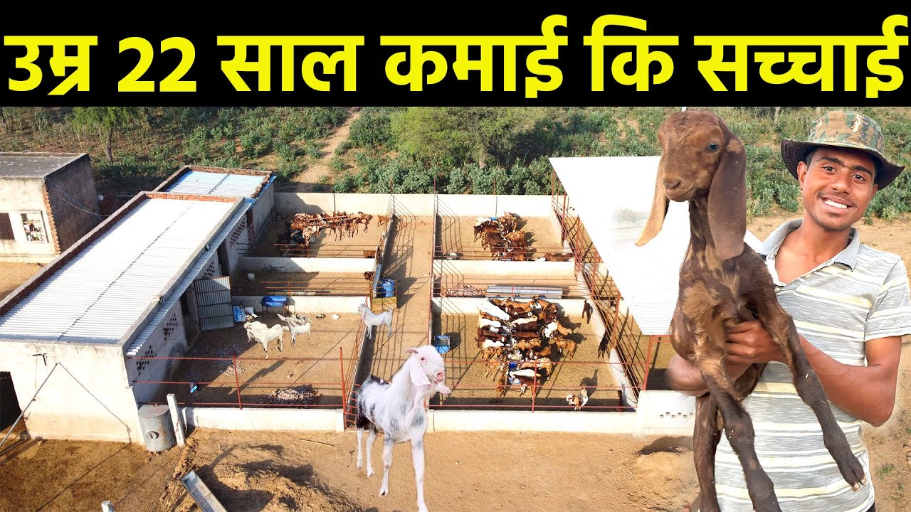 Profit in goat farming in india॥goat farming business profit॥goat farming