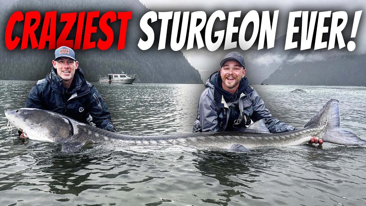 Crazy Sturgeon Battle in the Pitt