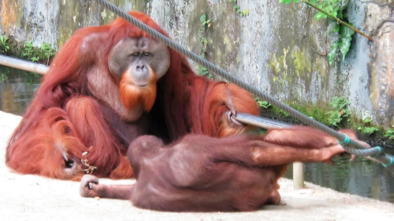 Child orangutan really wants to touch big orangutan / どうしても大きなオランウータンに触りたい子どもオランウータン