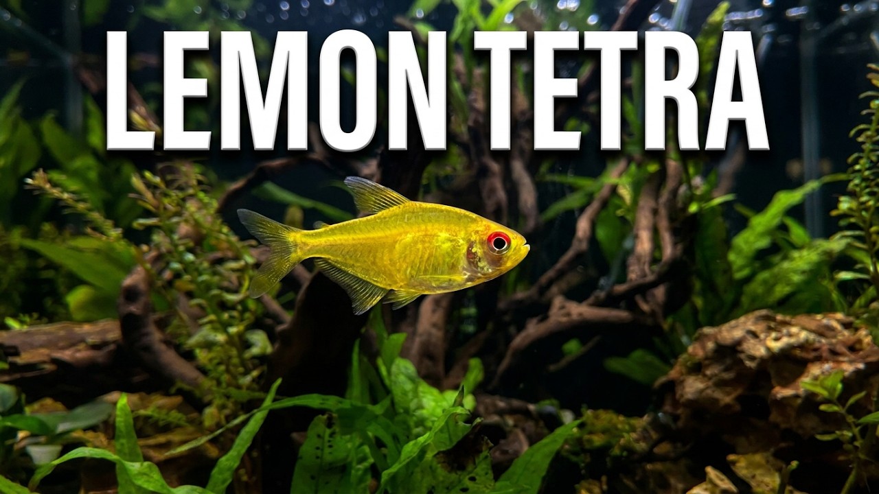 Aquarium fish Lemon Tetra Hyphessobrycon pulchripinnis #lemontetra #tetrafish #aquariumfish