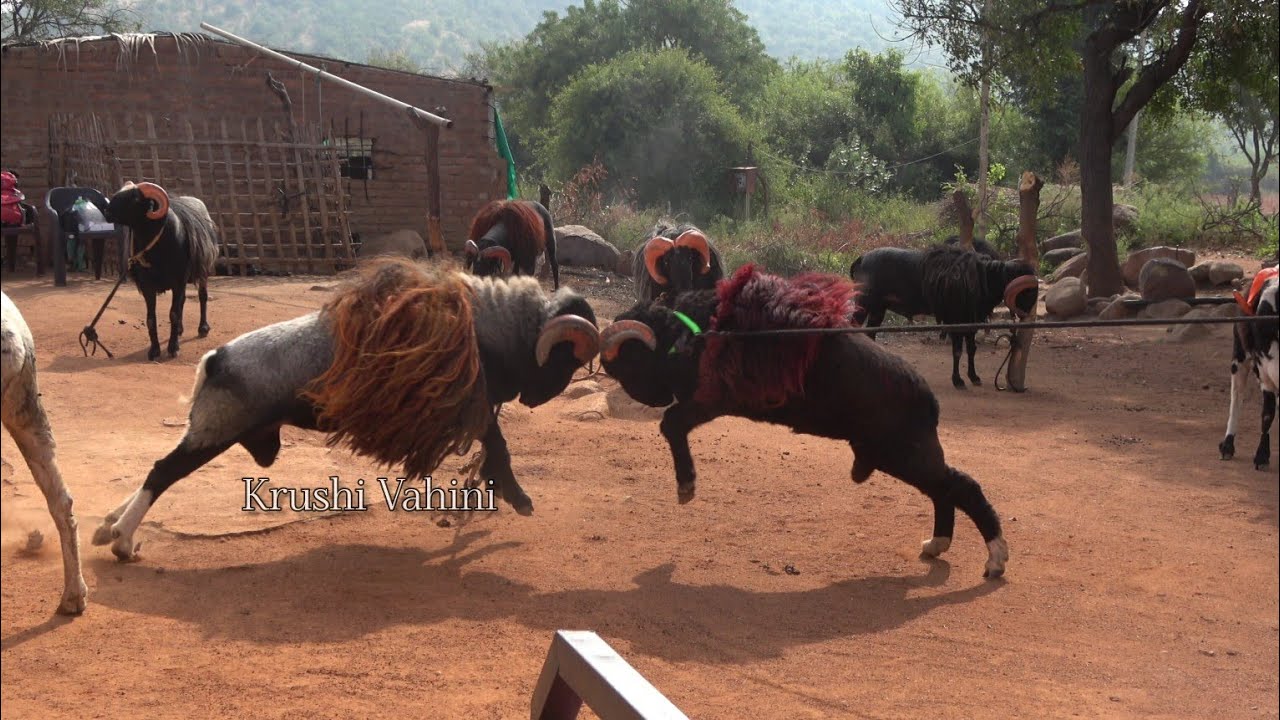 Sheep Fighting in the Farm Documentary