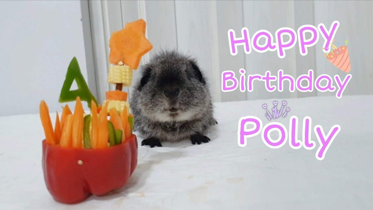 Happy Birthday Polly - hughug a guinea pig 