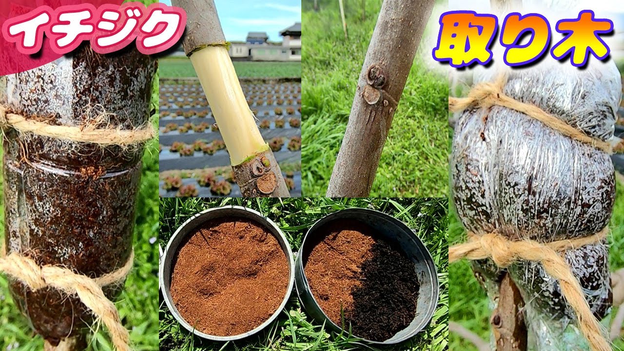 イチジクの取り木　条件を変えて最適解を探る