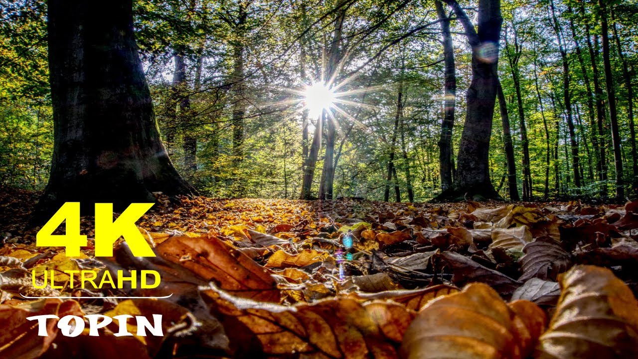 Relaxing Music for Stress Relief  [Calm Music With Water Sounds for Meditation,Sleep,Healing Therapy