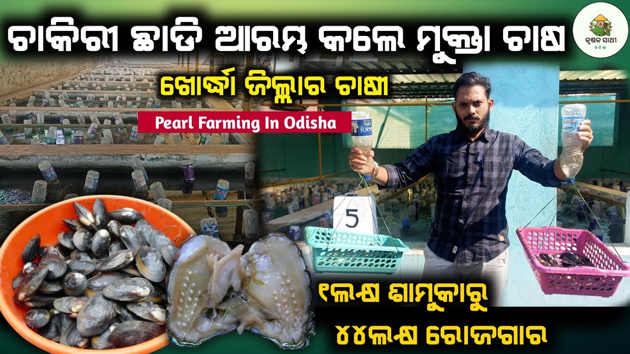 Pearl Farming In Odisha at Home|ମୁକ୍ତା ଚାଷ କେମିତି କରିବା|ଚାକିରୀ ଛାଡି ଆରମ୍ଭ କଲେ ମୁକ୍ତା ଚାଷ #pearlfarm