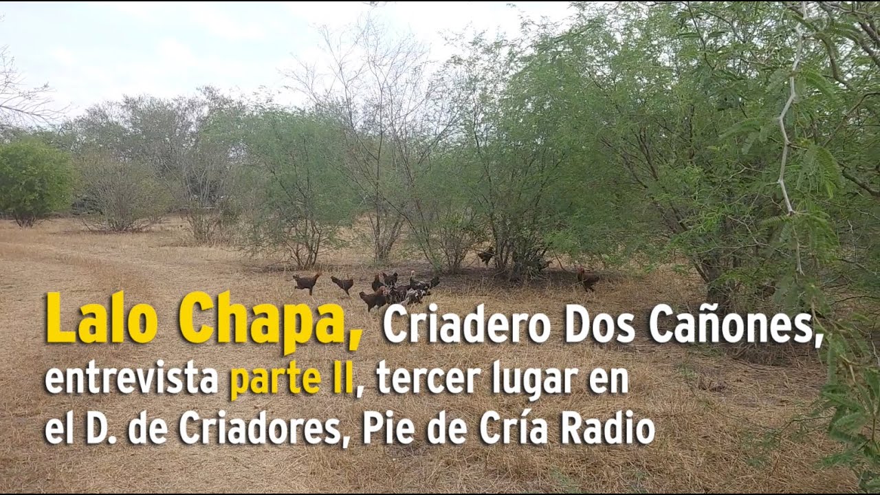 Lalo Chapa, Criadero Dos Cañones, entrevista parte II, Pie de Cría Oficial
