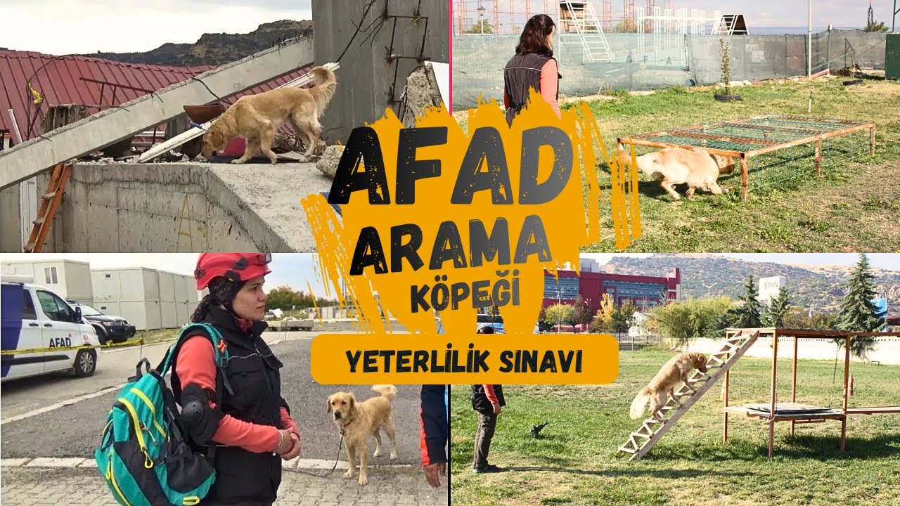 AFAD Arama Köpeği Eğitim Yeterlilik Sınavı – Petra’nın Performansı 🐾 🚨 | SAR DOGS EXAM