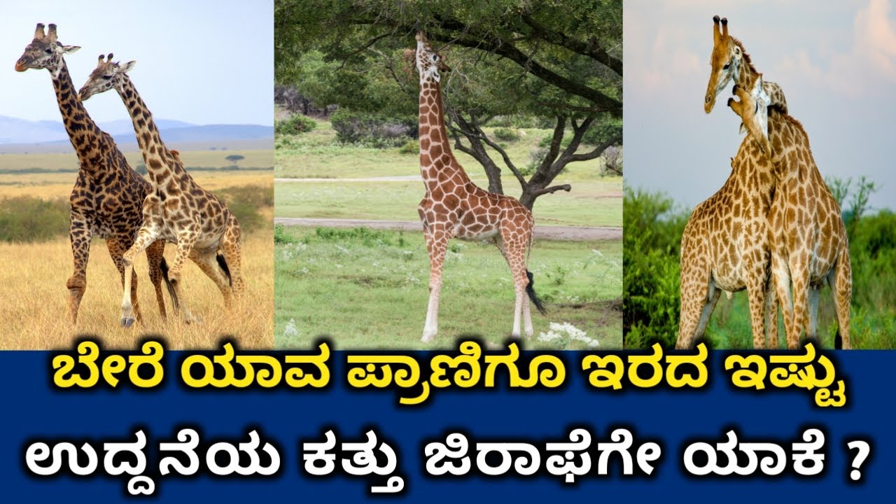 Do You Know The Long Neck Of The Giraffe?