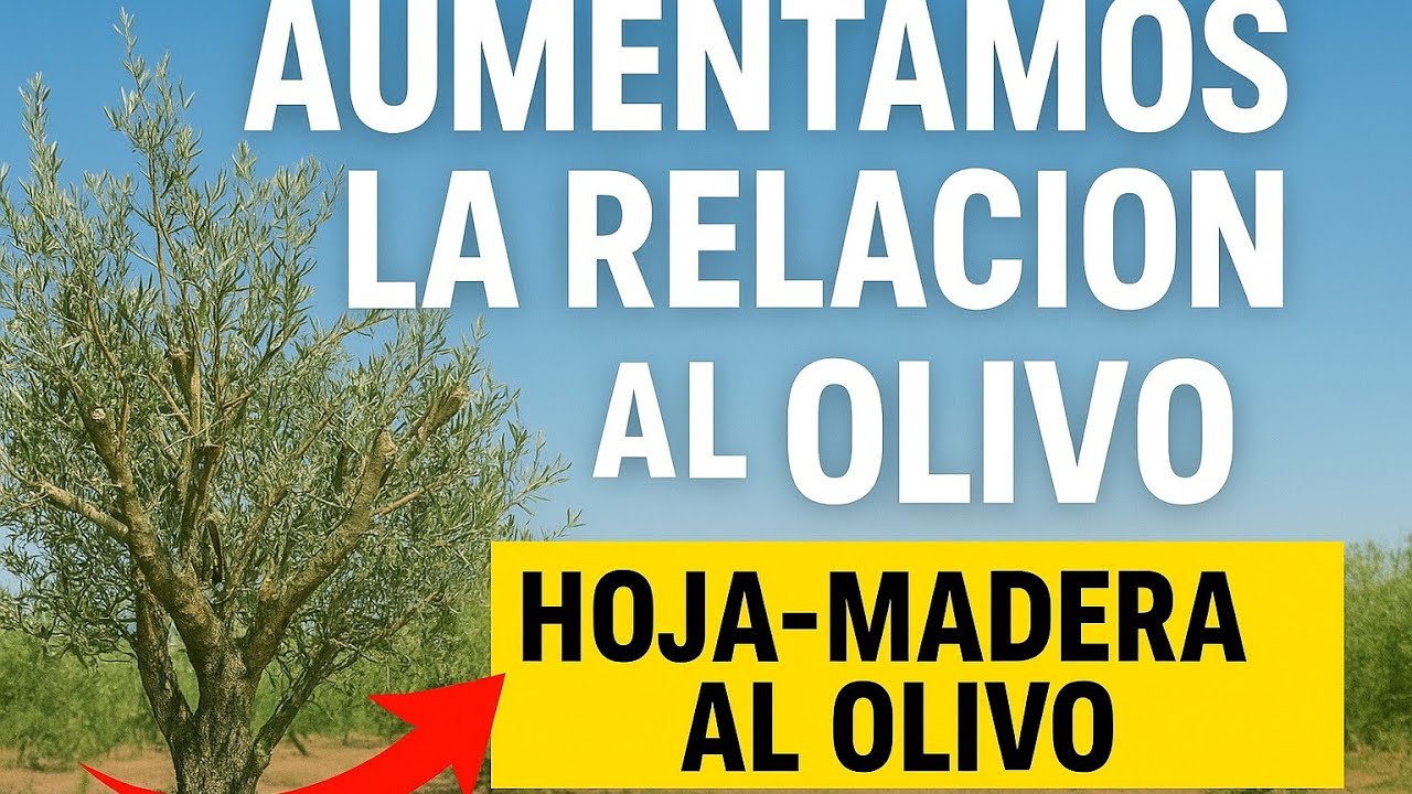 🟥 Exceso de Madera y Falta de Hoja en SUPERINTENSIVO: Intervención del Equipo de Rafael Navarro 