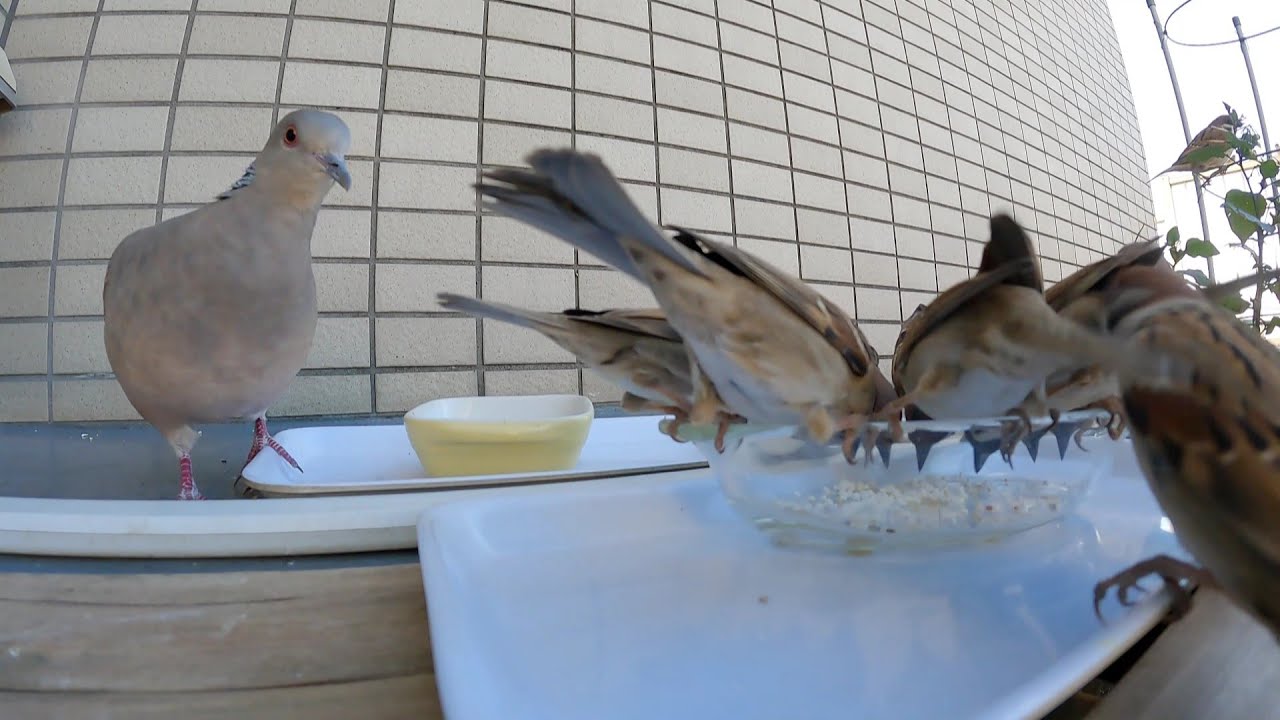 【スズメ】今日のご飯20260131【キジバト】