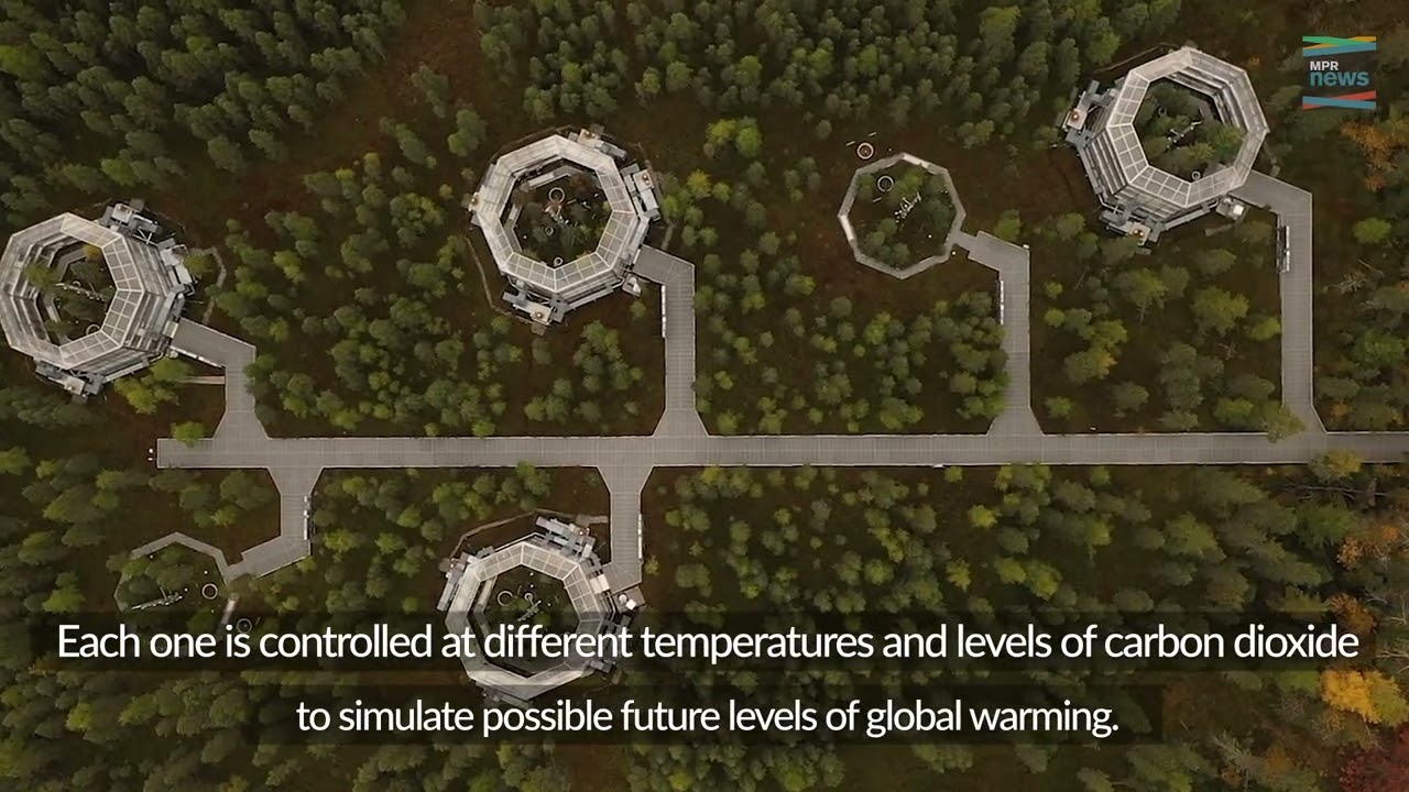 An experimental forest looks to measure peats impact on climate