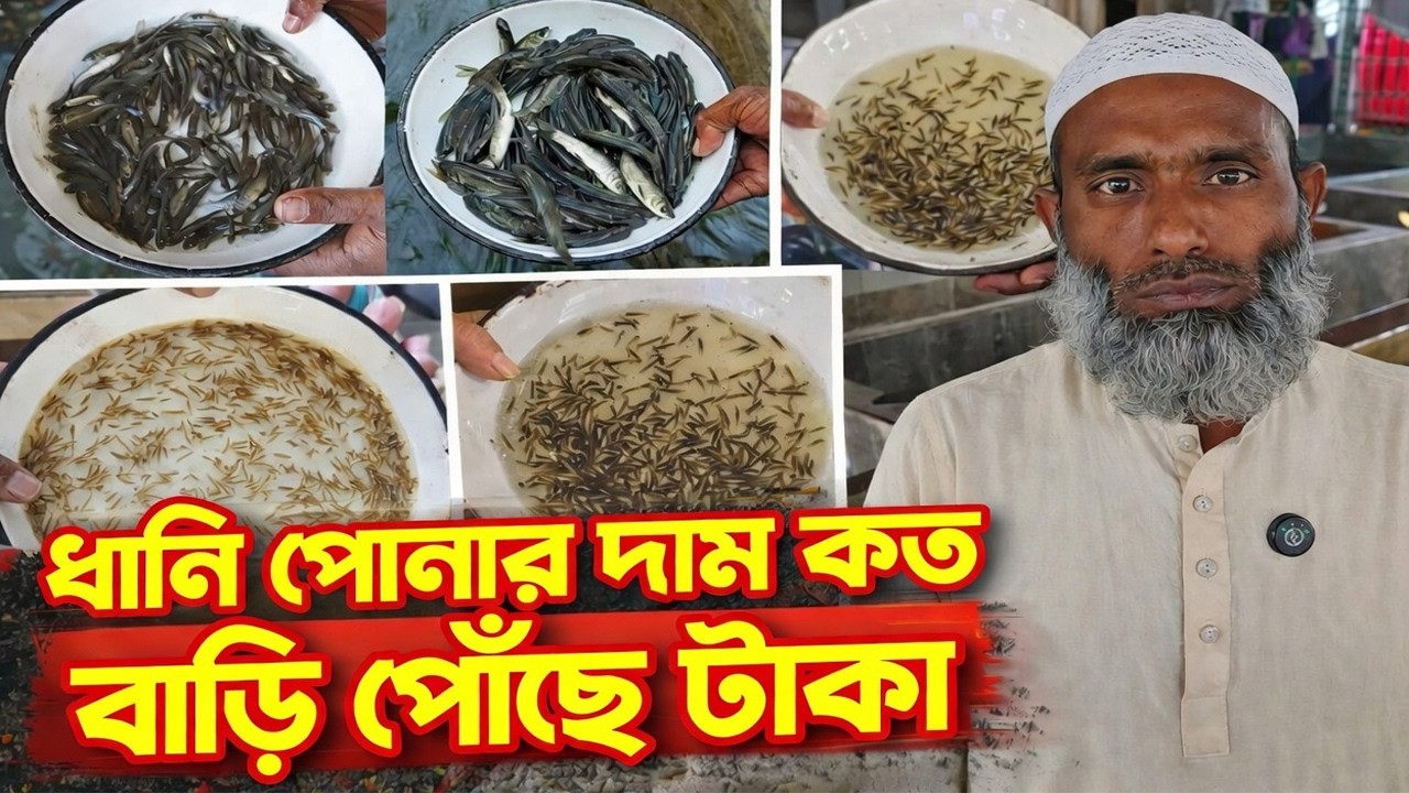মাছের পোনার দাম দর এবং উন্নত মানের ধানি পোনা চেনার উপায় ধানি পোনার দাম কত বাড়ি পৌঁছে টাকা