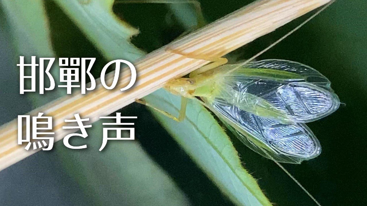 カンタンのカンち鳴く - 邯鄲の鳴き声 - oecanthus longicauda