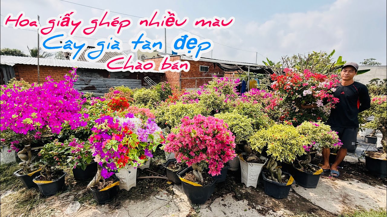 Hoa giấy ghép nhiều màu cây già tàn đẹp chào bán bao ship..14/03😘📲 0934.952.329.Thế